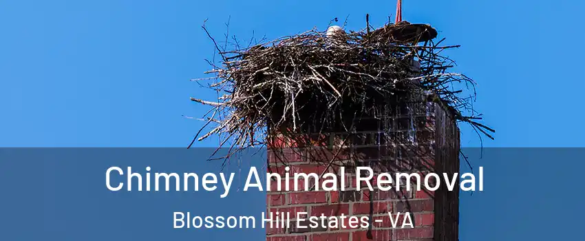 Chimney Animal Removal Blossom Hill Estates - VA