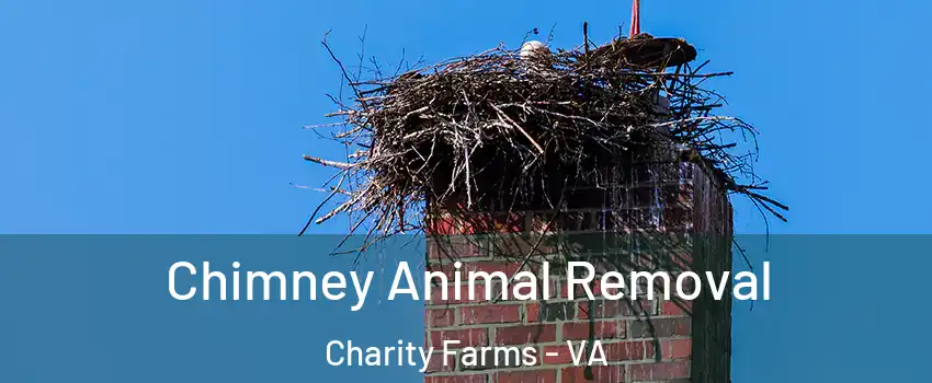 Chimney Animal Removal Charity Farms - VA