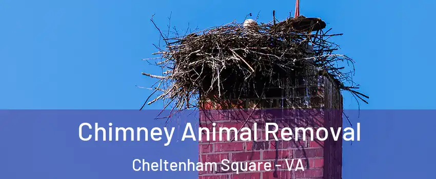 Chimney Animal Removal Cheltenham Square - VA