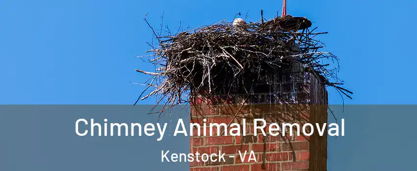 Chimney Animal Removal Kenstock - VA