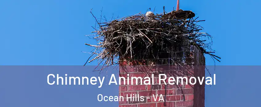 Chimney Animal Removal Ocean Hills - VA