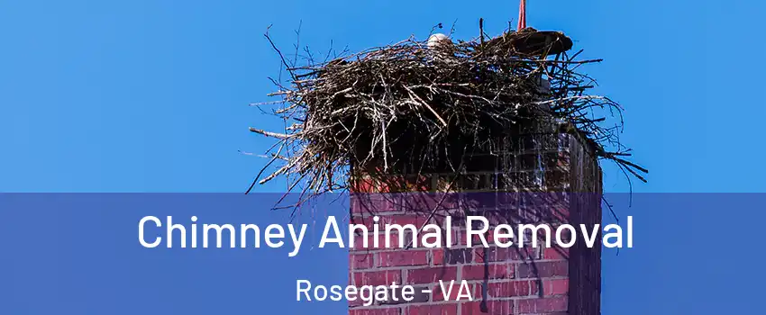 Chimney Animal Removal Rosegate - VA