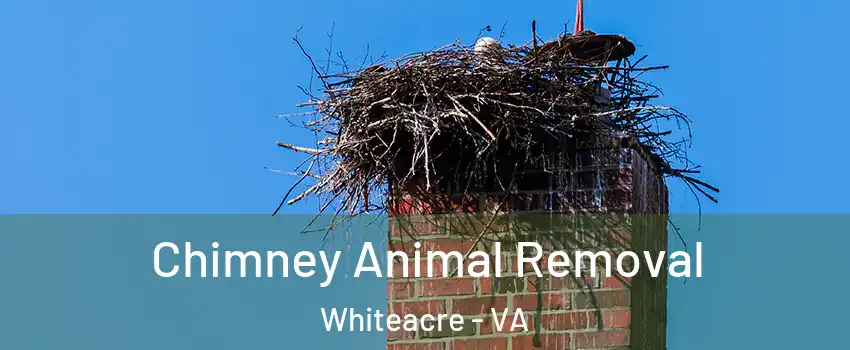 Chimney Animal Removal Whiteacre - VA